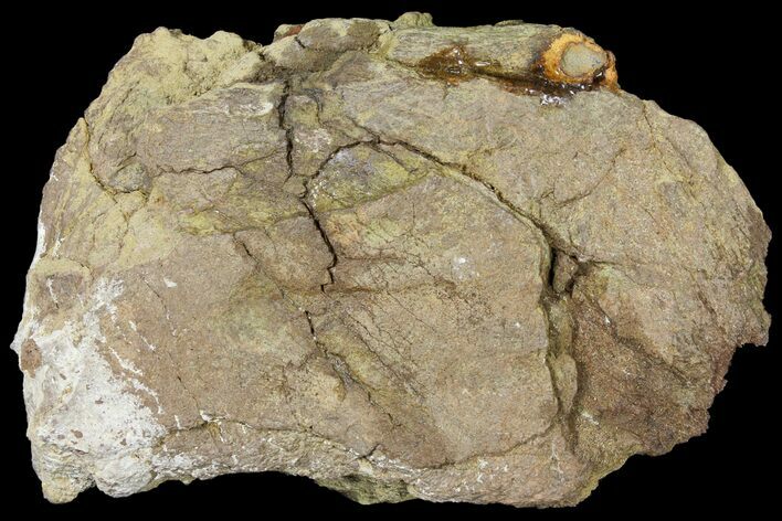 Fossil Dinosaur (Triceratops) Frill Section - North Dakota #134317